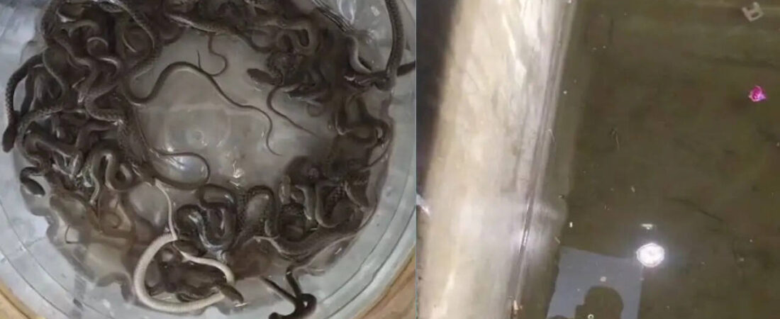 27 snake hatchlings found inside water tank in Haridwar, sparks panic in village | Dehradun News