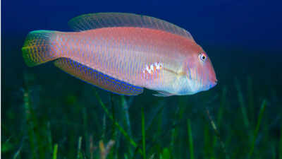 These fish are born female and later become male; heavy fishing may be changing them at the molecular level