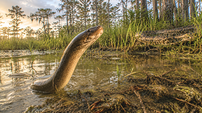 Florida’s Everglades face new threat as an invasive Asian swamp eel wipes out local crayfish and frogs and could be more destructive than the Burmese python |