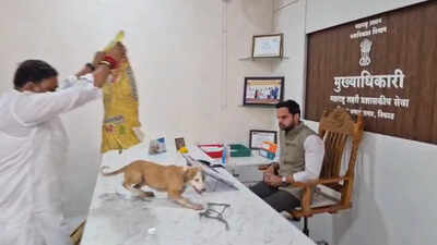 Watch: Fed up with dog menace, Yuva Sena workers release strays inside Nashik civic chief’s office | Nashik News